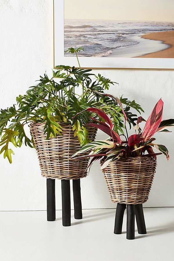 38 Flower Pot on Stand Ideas, from Iron Frames to Pedestals 38 Woven wicker baskets with plants resting on black three-legged wooden stands.