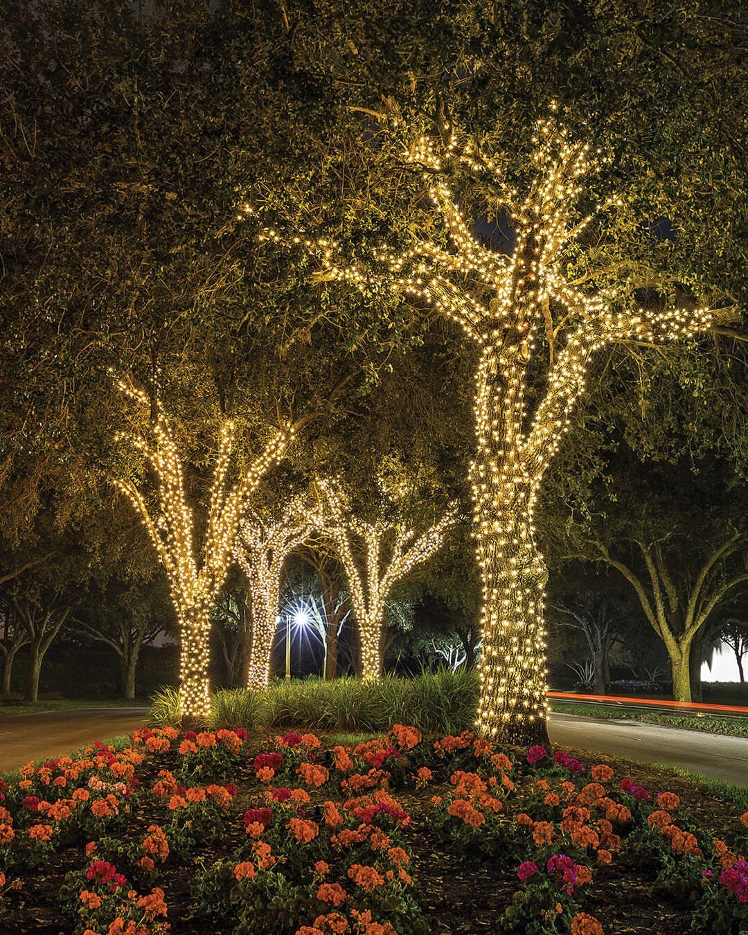 13 Rope Lighting Ideas Outdoor for Decks, Steps and Fences 3 Trees with trunks and branches wrapped in warm white glowing fairy lights at night
