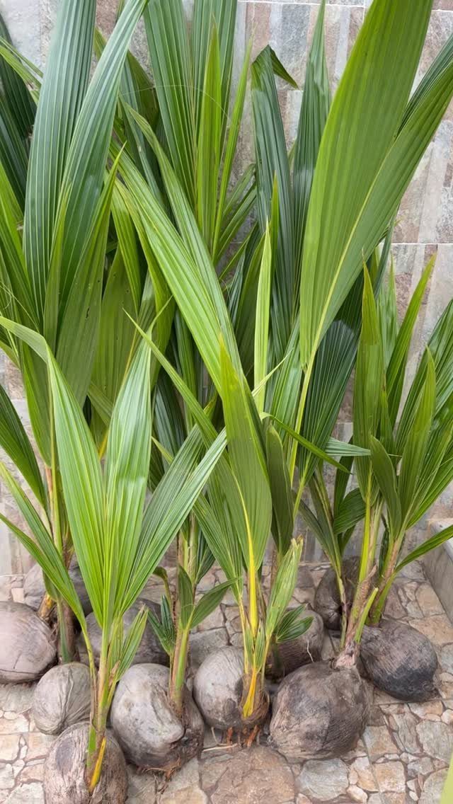 Young palm plants with green spiky leaves growing from coconut husks on pebbles.
