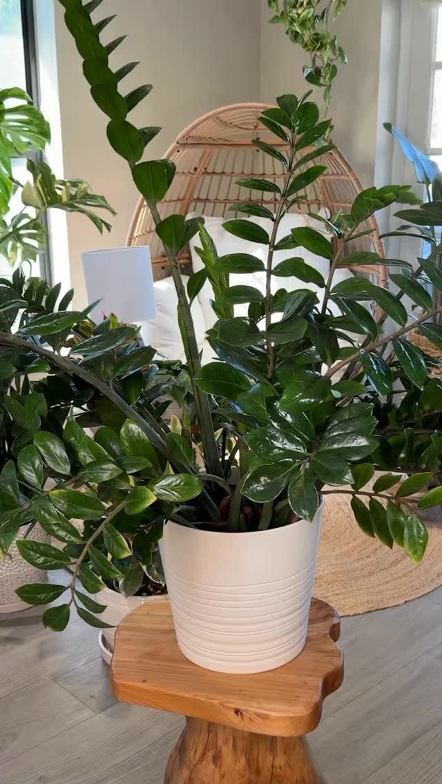 ZZ plant with glossy green leaves in a white pot on a wooden stool